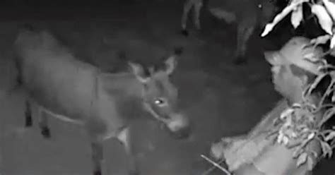 Man roughly fucks donkey on camera in insolent XXX attempt.